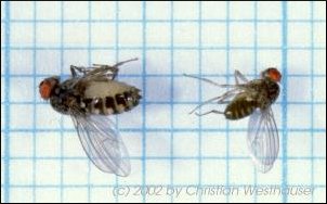 Drosophila im Vergleich