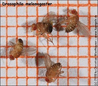 Foto v. Drosophila melanogaster